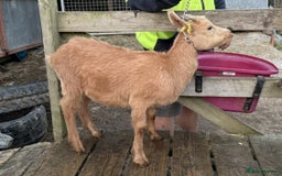 Goats livestock for sale: Royal Golden Guernsey nannies, wether, billy - Image 6