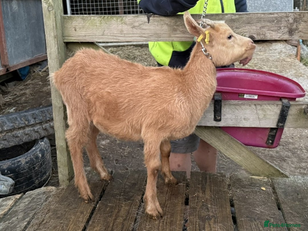 Goats livestock for sale: Royal Golden Guernsey nannies, wether, billy - Image 6