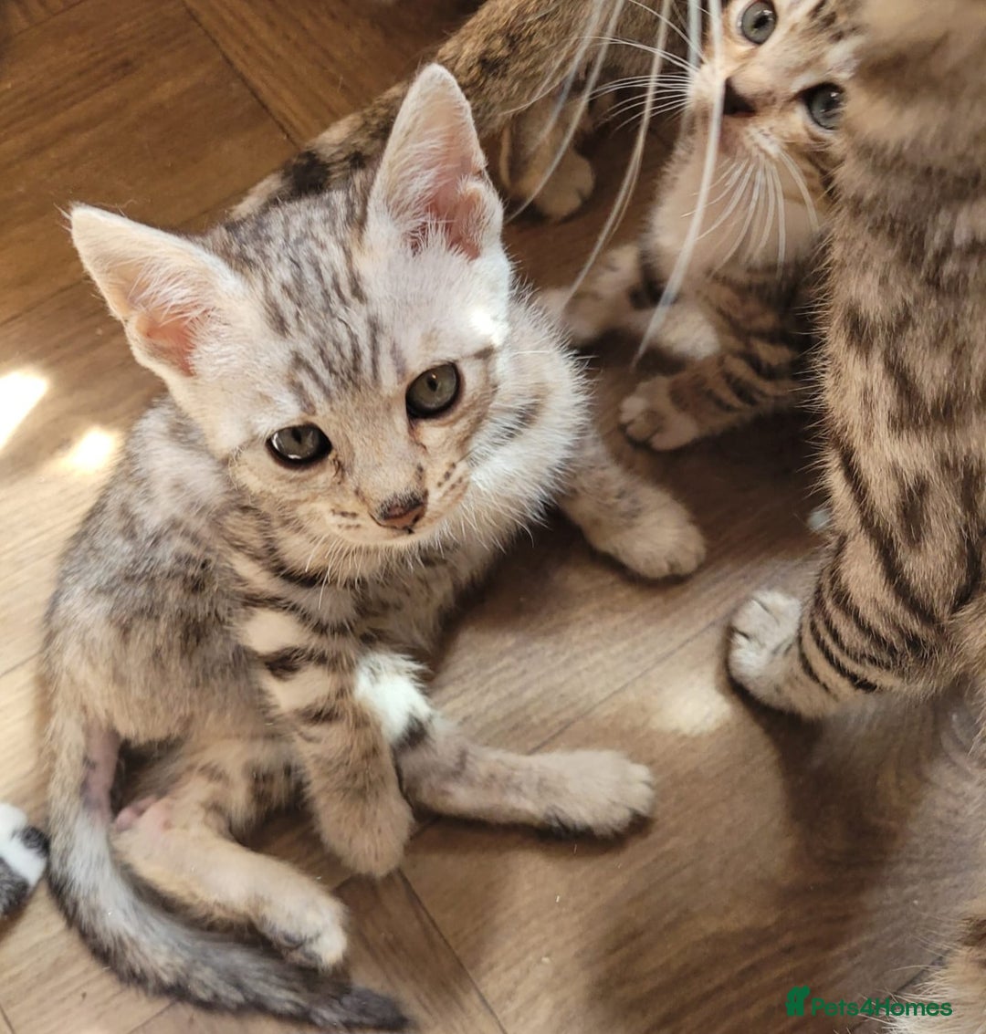 Bengal cats for sale: Bengal x ragdoll kittens - Image 4