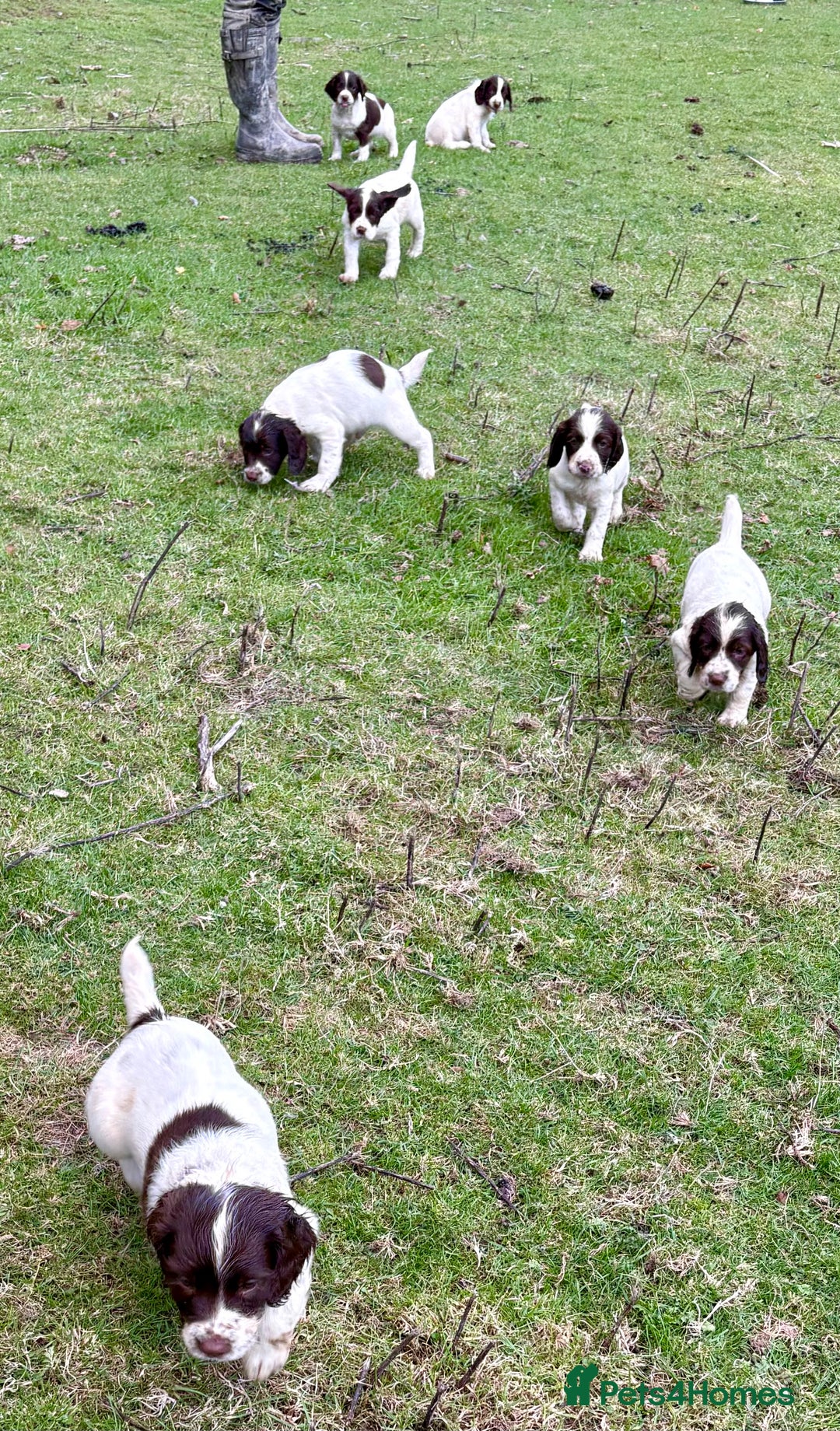 English Springer Spaniel dogs for sale: GAMEKEEPER BRED SPRINGER SPANIEL PUPS - Image 12