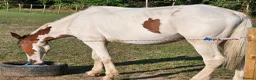 Trotter horses for sale: Big beautiful gelding  - Advert 3