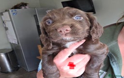 Sprocker dogs for sale: 6 beautiful Sprockers for sale - Image 16