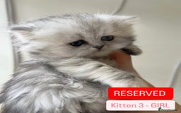 Persian cats for sale: 🎀4 BOYS LEFT!!🎀Persian Chinchilla Kittens 💎💎 - Image 17