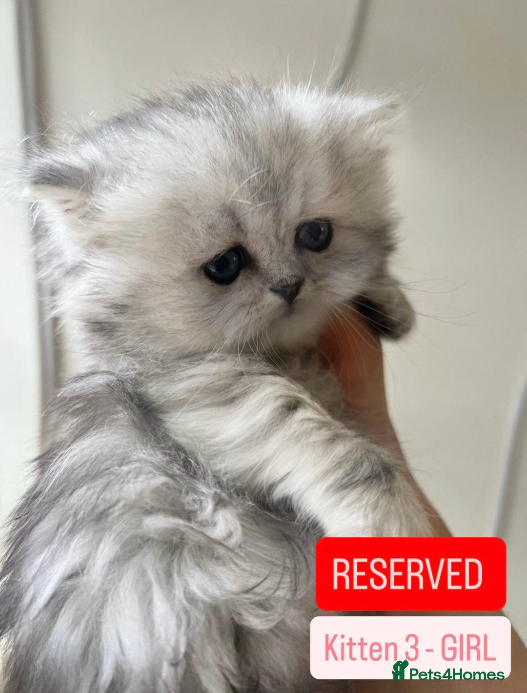 Persian cats for sale: 🎀4 BOYS LEFT!!🎀Persian Chinchilla Kittens 💎💎 - Image 17