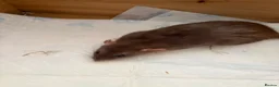 Rat rodents for sale: BABY RATS Mixed 8 weeks old  tame babies  - Advert 4