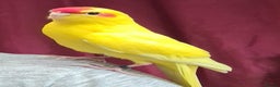 Parakeets birds for sale: Kakariki's x3 Males dna'd Kakariki's  - Advert 2