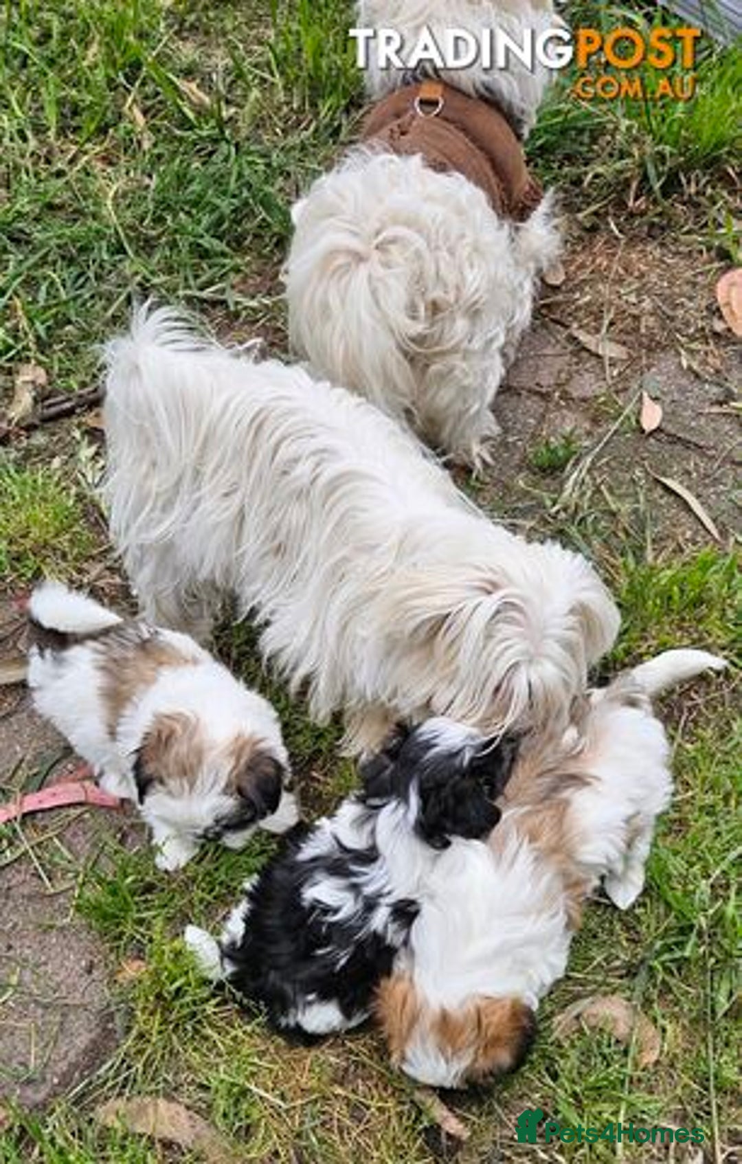Maltese dogs for sale: Adorable 9-Week-Old Female Maltese Puppy  - Advert 3