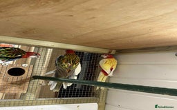 Parakeets birds for sale: Rosellas  - Image 4