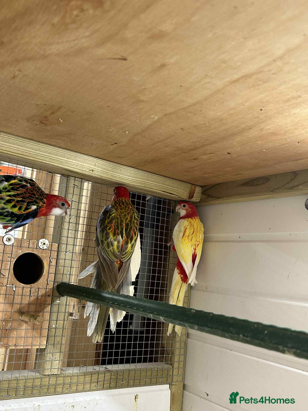 Parakeets birds for sale: Rosellas  - Image 4