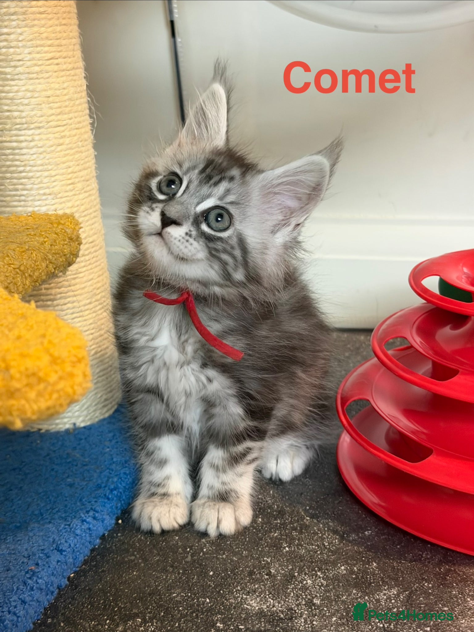 Maine Coon cats TICA Registered Maine Coon Kittens - Advert 18
