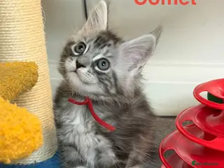 Maine Coon cats TICA Registered Maine Coon Kittens - Advert 18