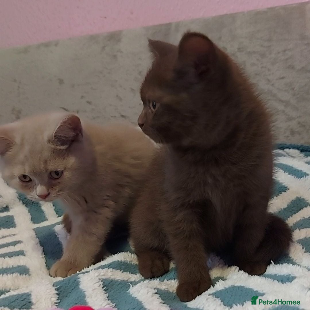 British Shorthair cats Chocolate and lilac boys ready to steal your heart - Advert 2