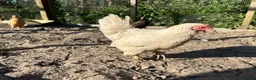 Chickens poultry for sale: 8 small Bantam Hen's available  in Preston - Advert 7