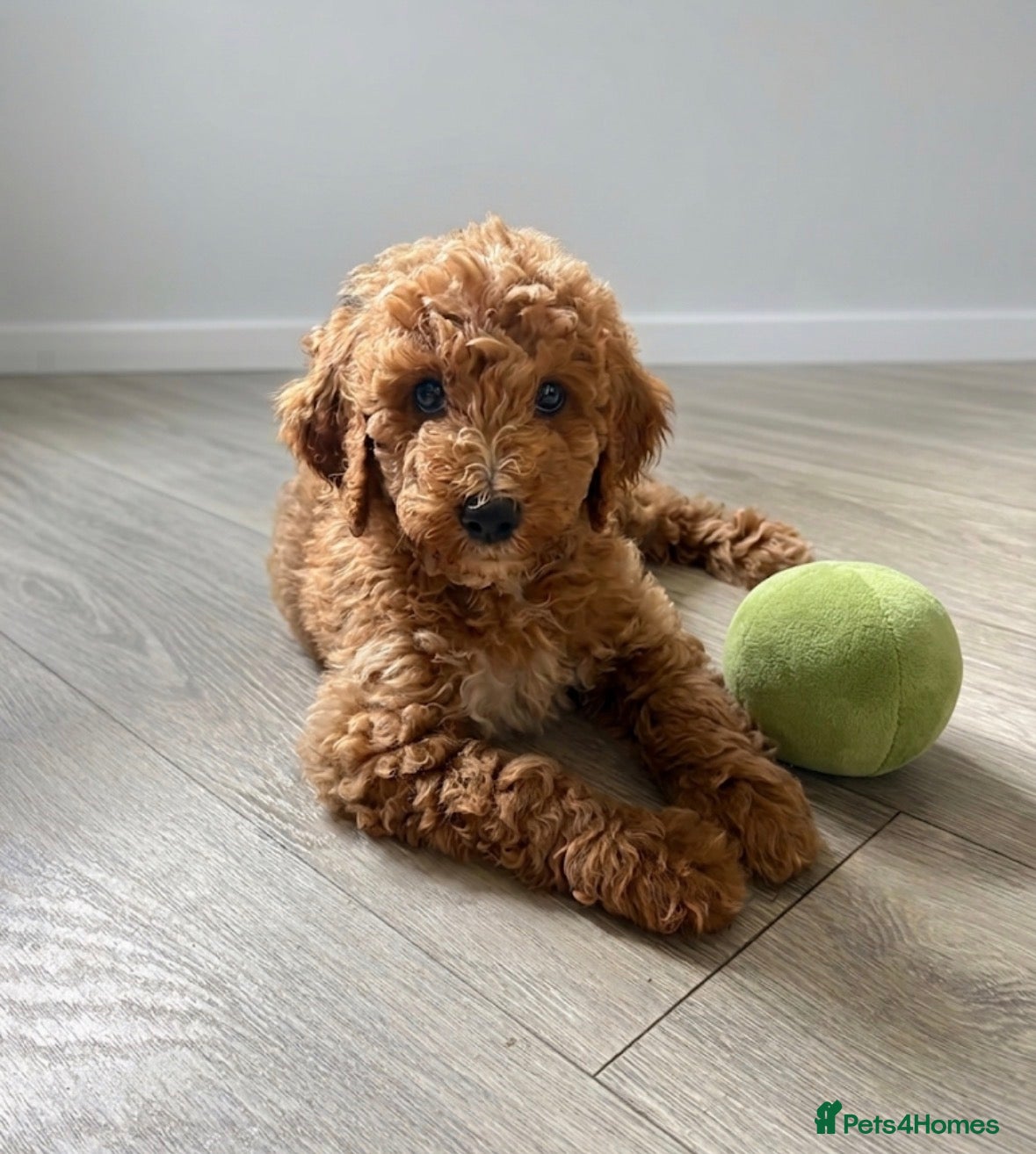 Goldendoodle dogs F1bb goldendoodle puppies  - Advert 1
