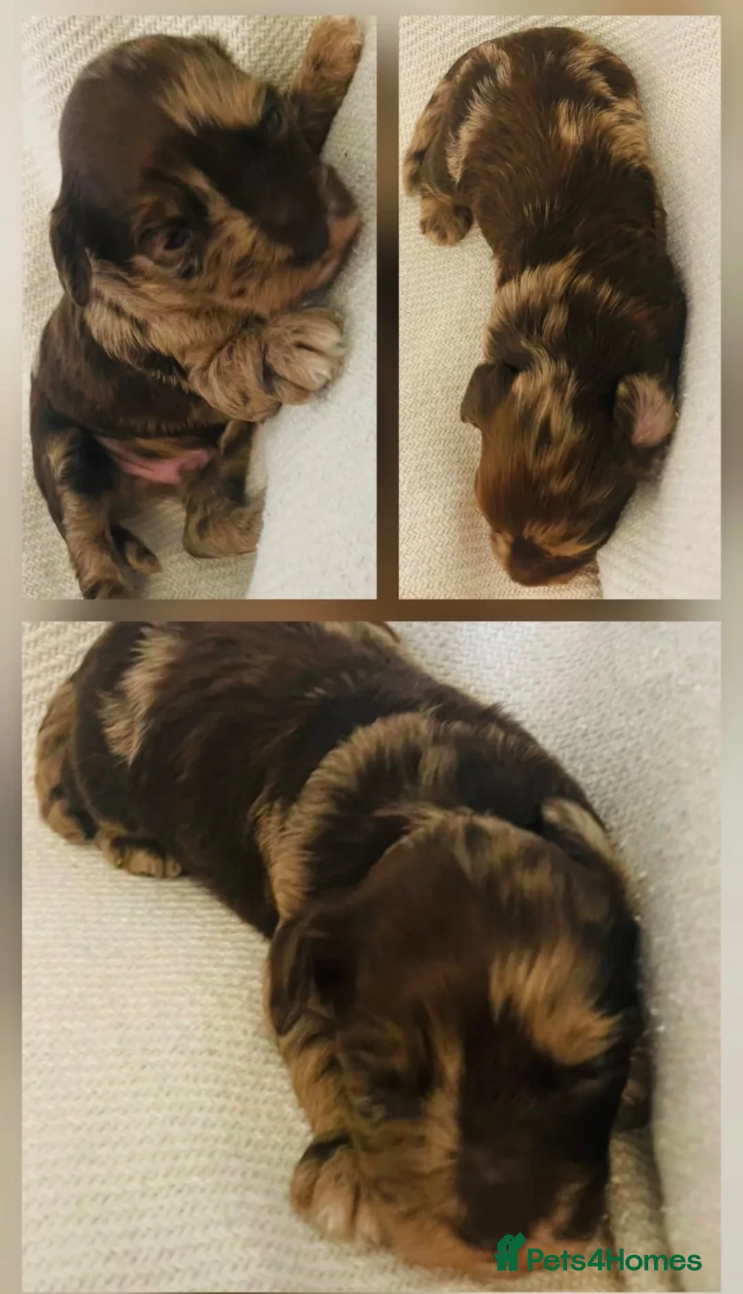 Cockapoo dogs for sale: Stunning Cockapoos - Advert 2
