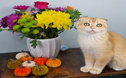 Scottish Fold cats for sale: READY NOW-TICA-SCOTTISH FOLD GIRL  - Image 30
