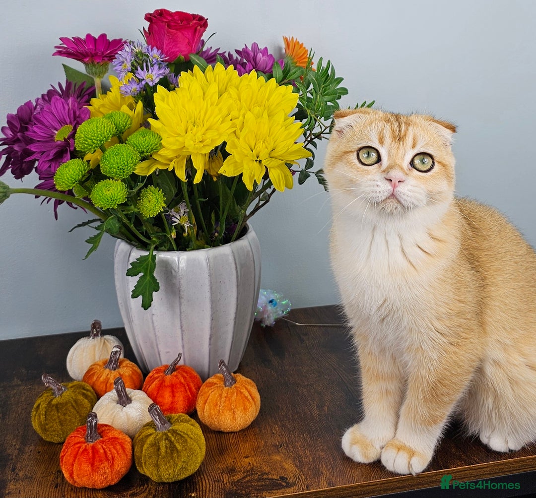 Scottish Fold cats for sale: READY NOW-TICA-SCOTTISH FOLD GIRL  - Image 30