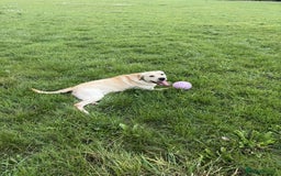 Labrador Retriever dogs for sale: 1 Year Old Lab Retriever Male - Image 3