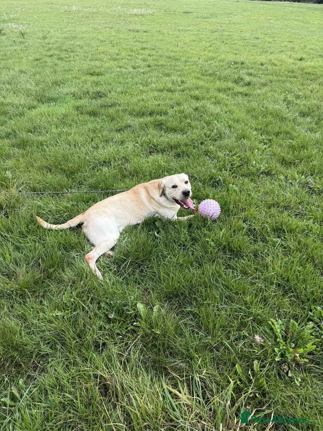 Labrador Retriever dogs for sale: 1 Year Old Lab Retriever Male - Image 3