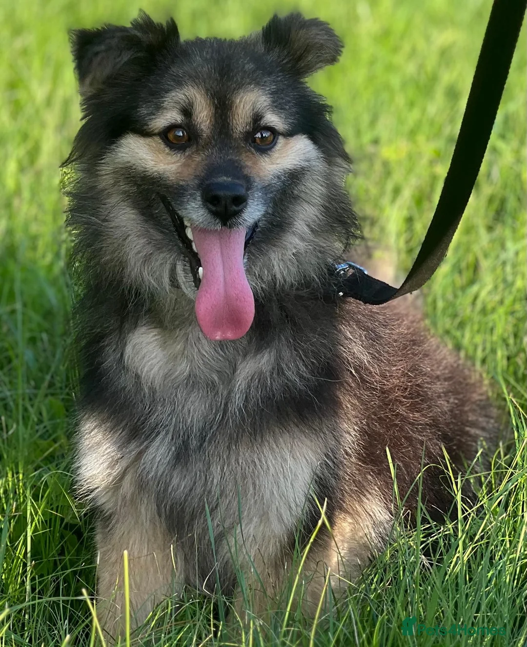 Border Collie dogs for adoption: MICKEY – Border Collie (Male) - Advert 1