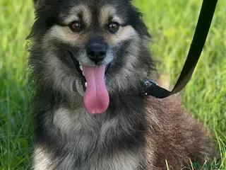 Border Collie dogs MICKEY – Border Collie (Male) - Advert 16