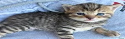 Scottish Fold cats for sale: ❤️ 6 Beautiful Scottish Fold/straight kittens ❤️ - Advert 12