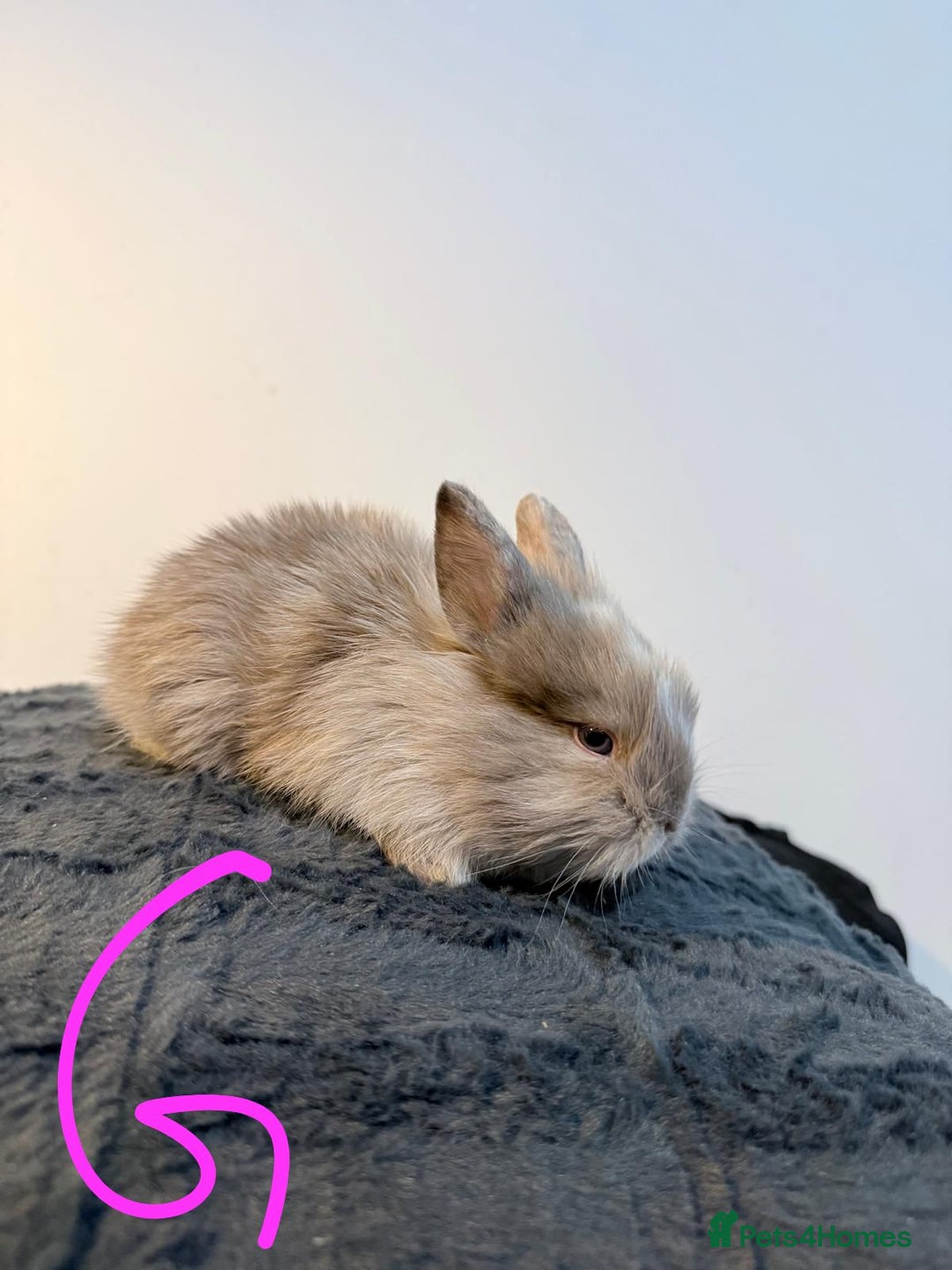 Lionhead rabbits for sale: Very beautiful - Double Mained lionhead babies. - Advert 6