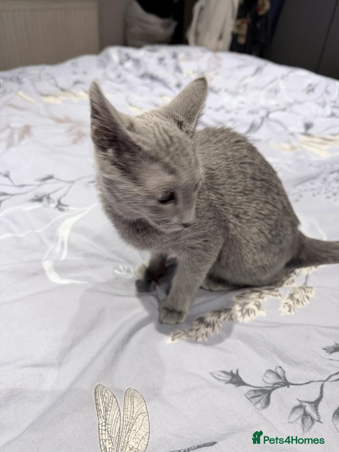 Russian Blue cats for sale: Adorable Russian blue kitten champion bloodline - Advert 10