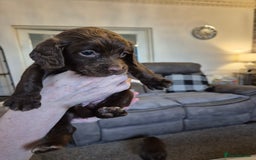 Sprocker dogs for sale: Sprocker puppies for sale - Image 3