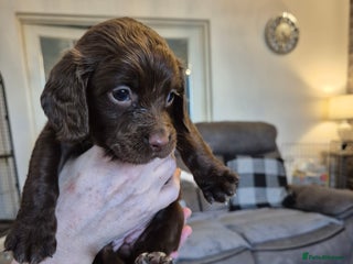 Sprocker dogs - Advert 4