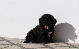 Poochon dogs for sale: F1 Poochon puppies For Sale  - Image 7