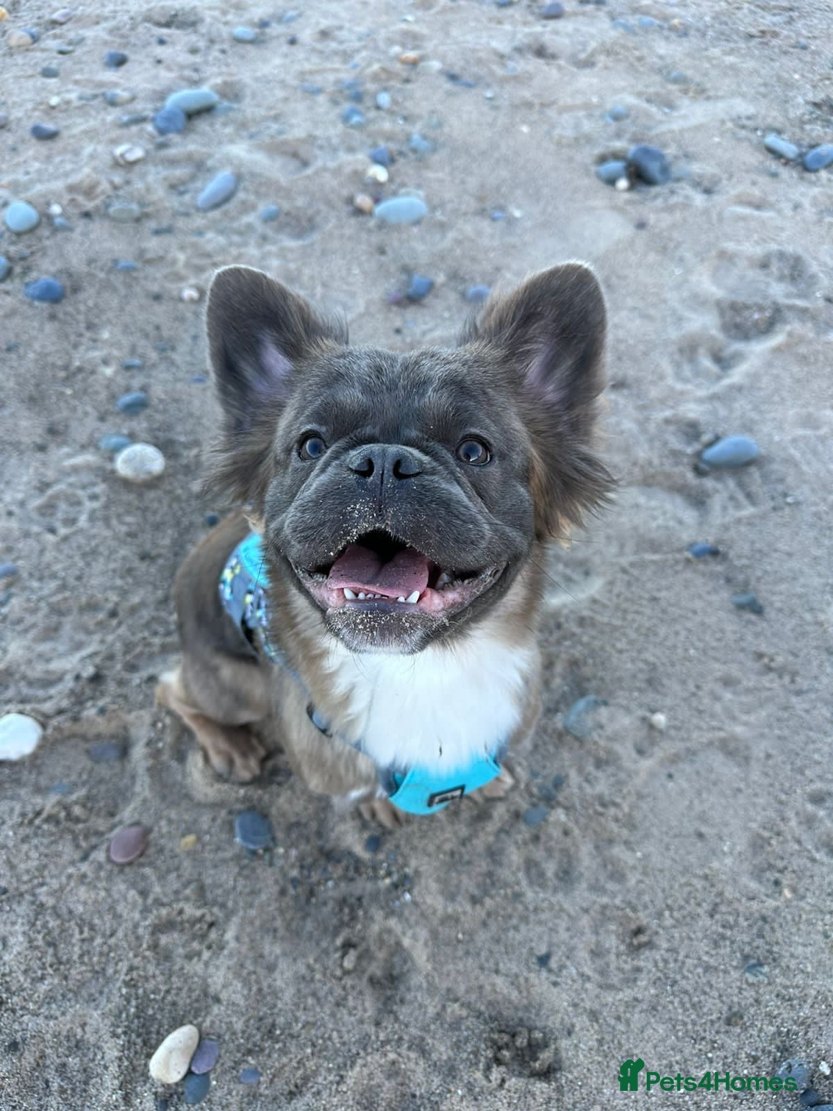 French Bulldog dogs Full Visual Fluffy French Bulldog Female 4 Yrs  - Advert 3