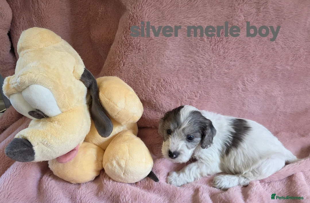 Cockapoo dogs for sale: Rare coloured f1 cockapoo pups - Advert 1