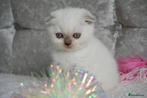 Scottish Fold cats ❣️Scottish Fold Kittens❣️ - Advert 1