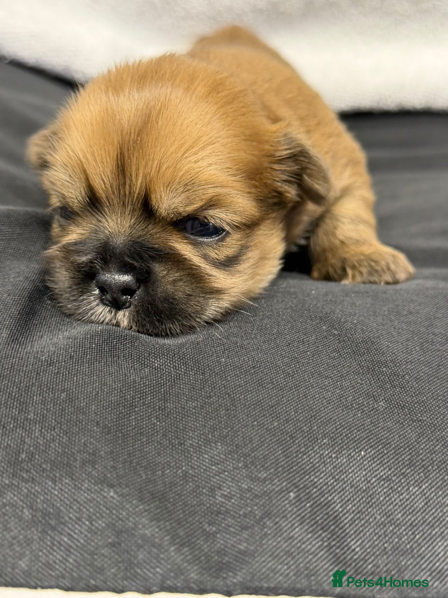 Shih Tzu dogs Shihtzu babies - Advert 11