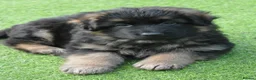 German Shepherd dogs for sale: Long Coat GSD black & tan  - Advert 13