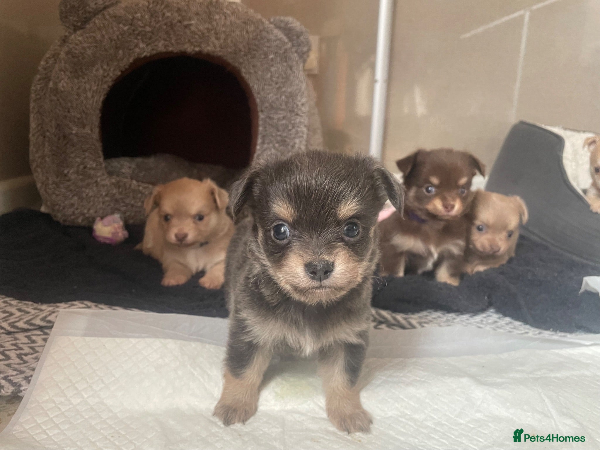 Chihuahua dogs Pure bred tiny chihuahua puppies  - Advert 2