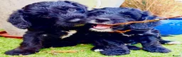 Bordoodle dogs for sale: F1b Bordoodle Puppies - Advert 7