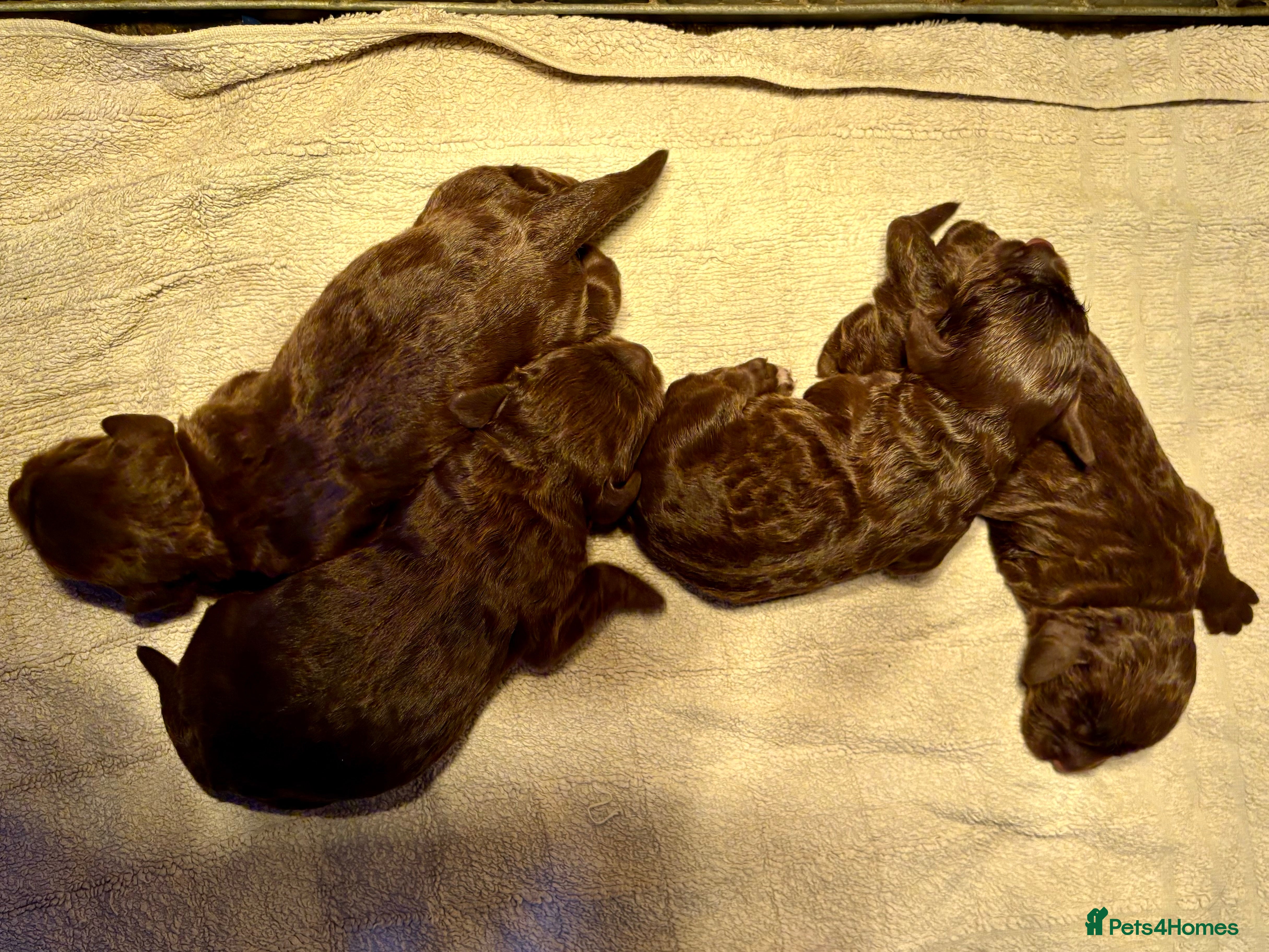 Cockapoo dogs F1 Cockapoo Pups - Advert 2