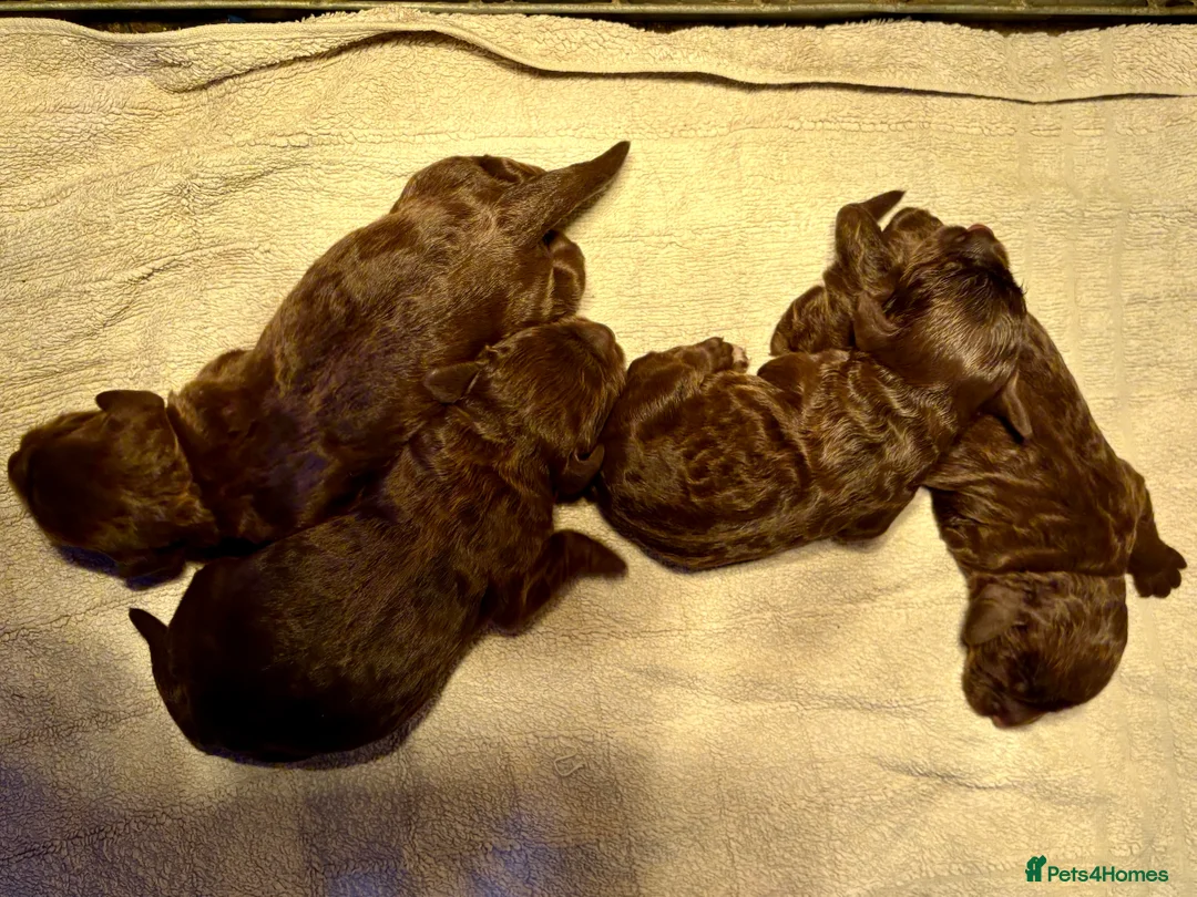 Cockapoo dogs for sale: F1 Cockapoo Pups - Advert 1