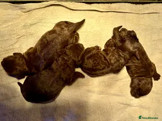 Cockapoo dogs F1 Cockapoo Pups - Advert 2