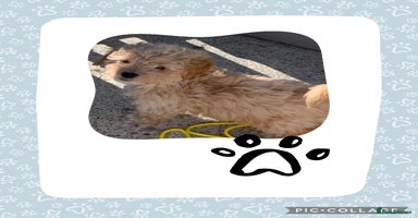 Cockapoo dogs - Advert 6