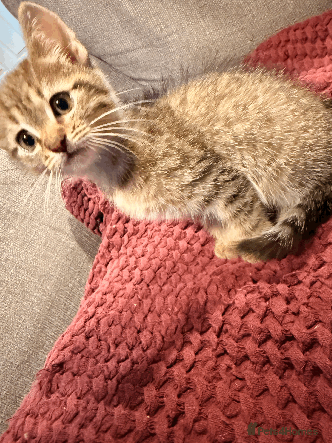 Mixed Breed cats for sale: 4x Himalayan x marble bengal x. Free 4w insurance  - Image 9