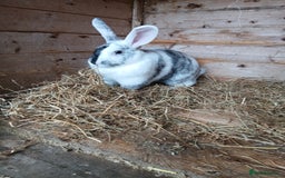Mixed Breed rabbits for sale: Female rabbit  - Image 2