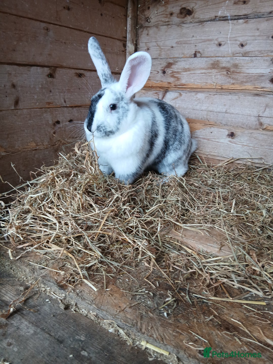 Mixed Breed rabbits for sale: Female rabbit  - Image 2