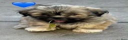 Lhasa Apso dogs for sale: Six Beautiful Puppies KC reg GPRA4 clear - Advert 10