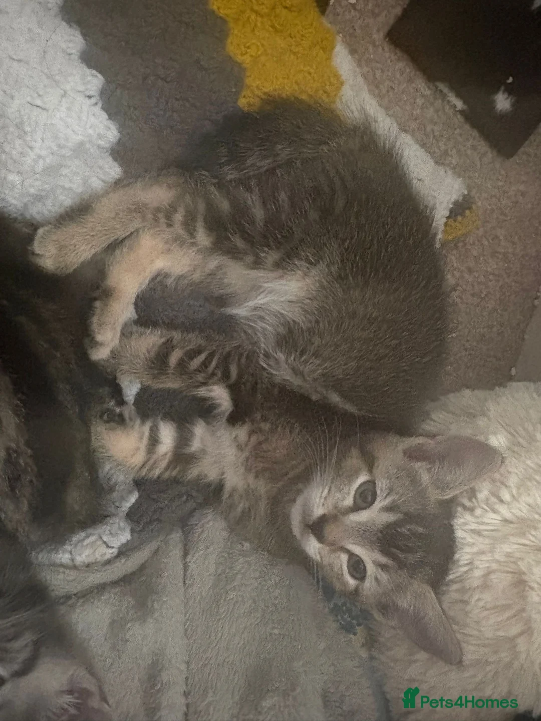 Mixed Breed cats for sale: Female kitten  - Advert 1