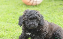 Poochon dogs for sale: F1 Poochon puppy for sale - Image 35