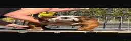 English Bulldog dogs for sale: KC English Bulldogs, Health Tested Champion Lines  - Advert 11