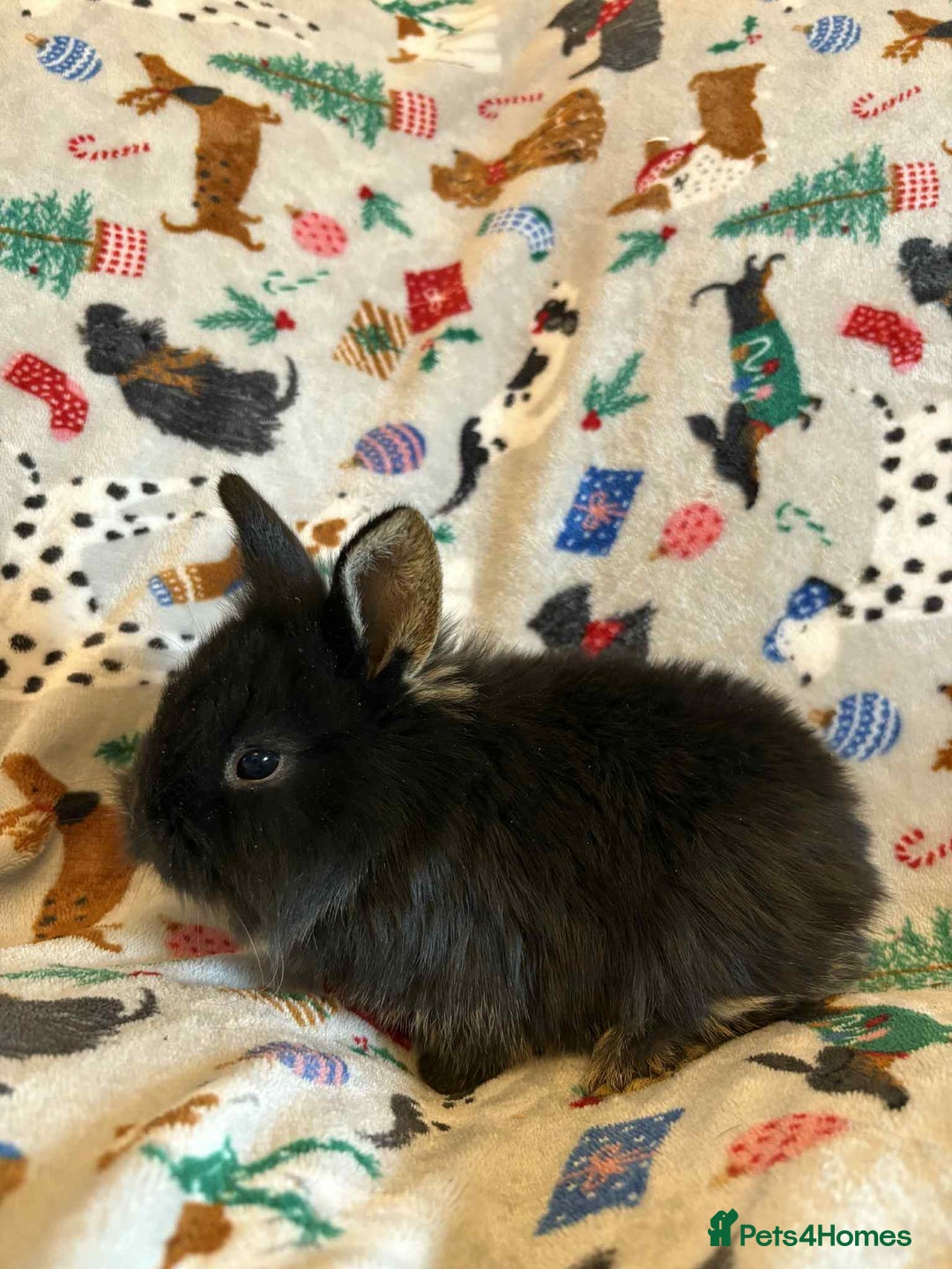 Lionhead rabbits for sale: Baby rabbits ready now  - Advert 3